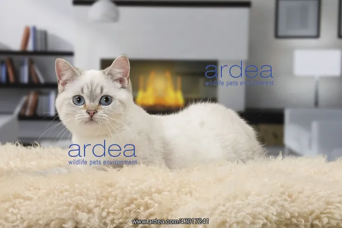: Cat British Shorthair 4 month old kitten : Cat British Shorthair 4 month old kitten