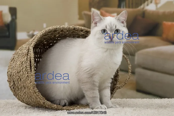 : Cat British Shorthair 4 month old kitten : Cat British Shorthair 4 month old kitten