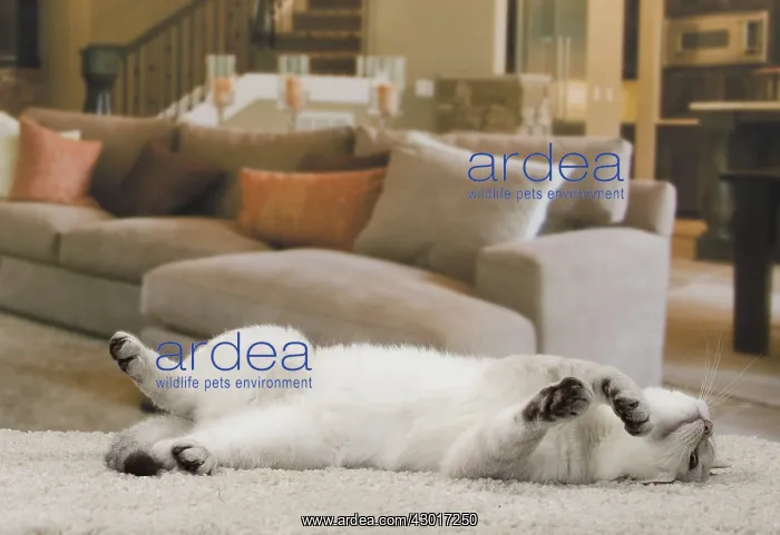 : Cat British Shorthair 4 month old kitten : Cat British Shorthair 4 month old kitten