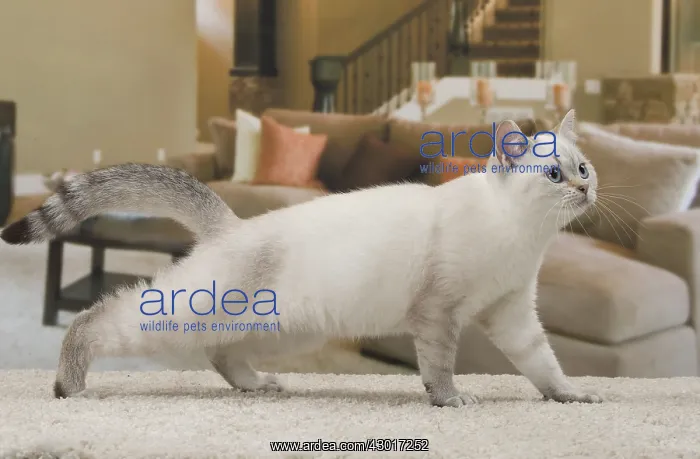  : Cat British Shorthair 4 month old kitten