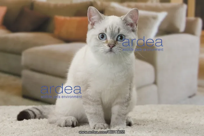  : Cat British Shorthair 4 month old kitten