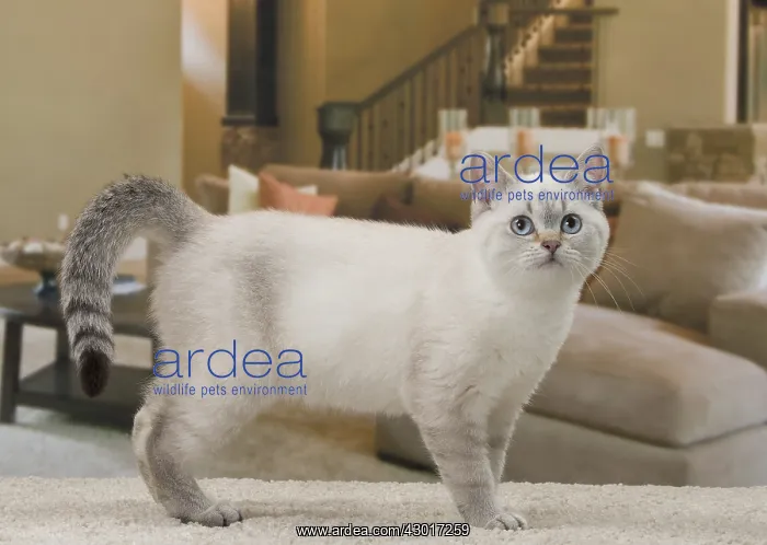  : Cat British Shorthair 4 month old kitten