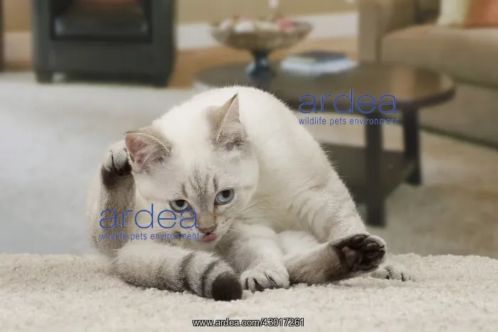 : Cat British Shorthair 4 month old kitten : Cat British Shorthair 4 month old kitten