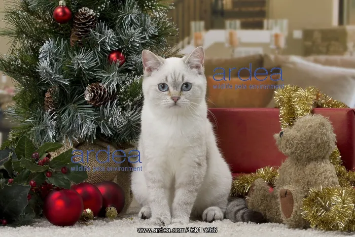 : Cat British Shorthair 4 month old kitten : Cat British Shorthair 4 month old kitten