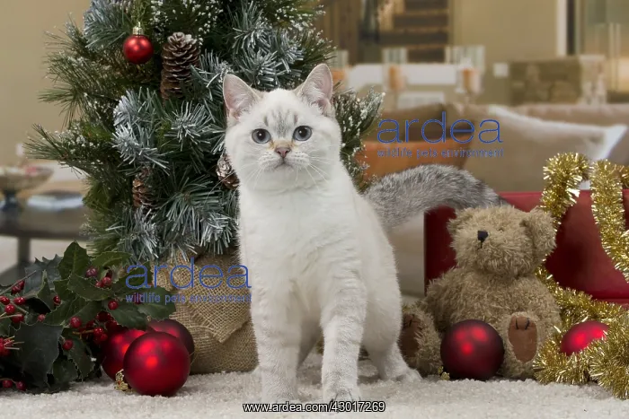 : Cat British Shorthair 4 month old kitten : Cat British Shorthair 4 month old kitten