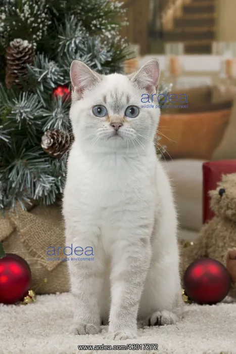 : Cat British Shorthair 4 month old kitten : Cat British Shorthair 4 month old kitten