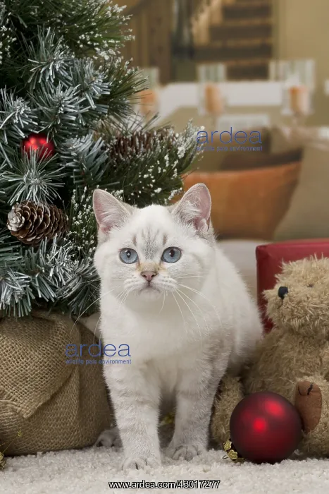 : Cat British Shorthair 4 month old kitten : Cat British Shorthair 4 month old kitten
