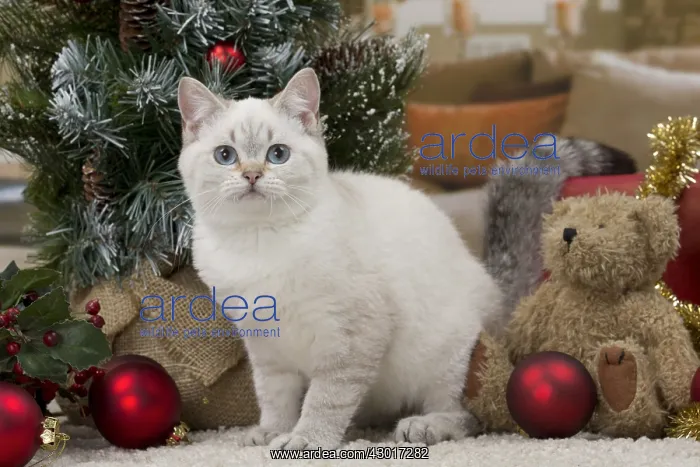 : Cat British Shorthair 4 month old kitten : Cat British Shorthair 4 month old kitten