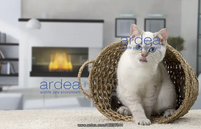 : Cat British Shorthair 4 month old kitten : Cat British Shorthair 4 month old kitten