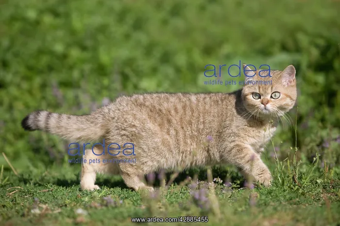  : Cat - British shorthair