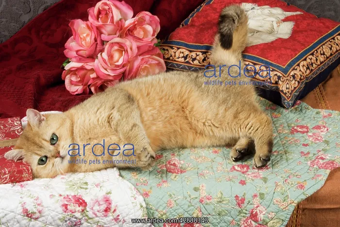  : Cat - British Shorthair
