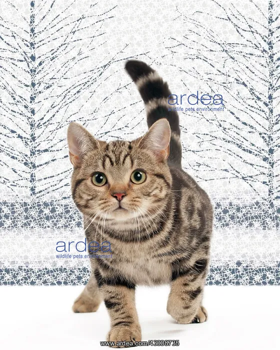 : Cat British Shorthair : Cat British Shorthair