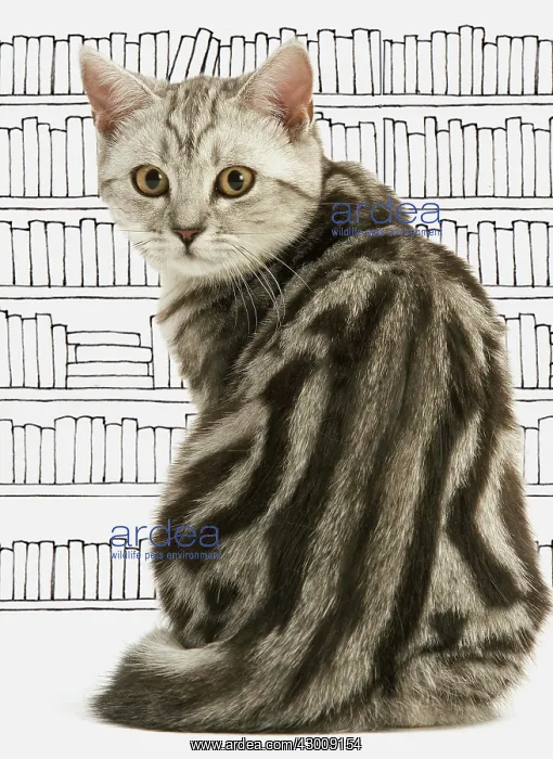 : Cat British Shorthair : Cat British Shorthair