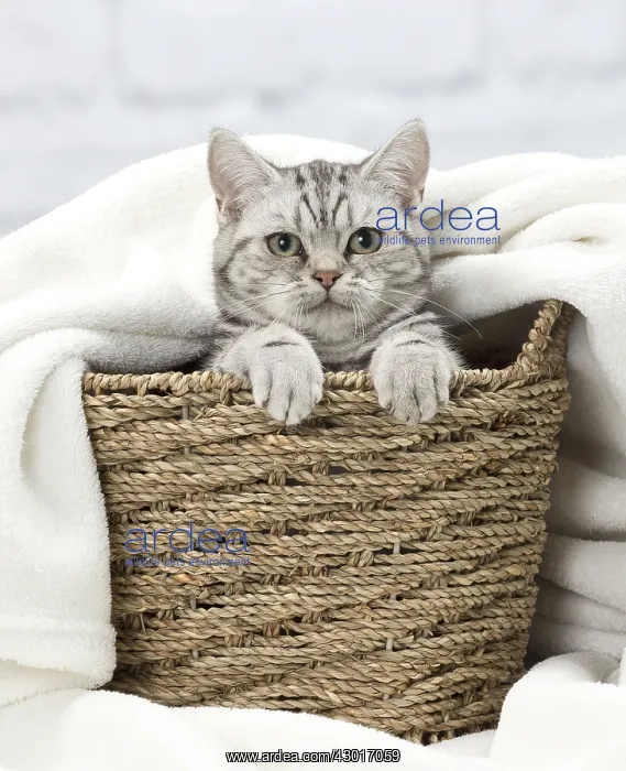 : Cat British Shorthair : Cat British Shorthair
