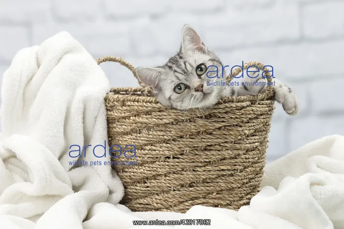 : Cat British Shorthair : Cat British Shorthair