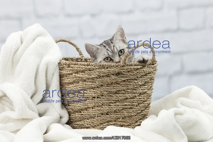 : Cat British Shorthair : Cat British Shorthair