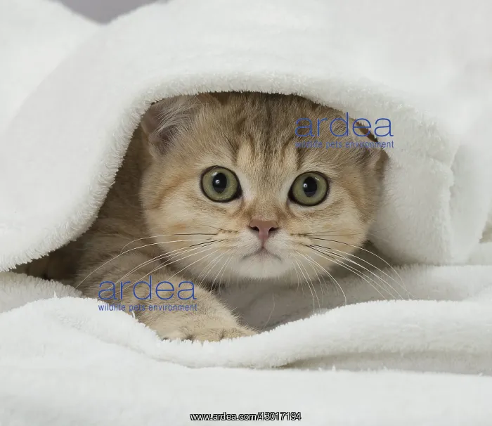  : Cat British Shorthair