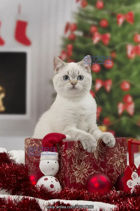 : Cat British Shorthair : Cat British Shorthair