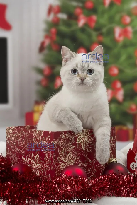 : Cat British Shorthair : Cat British Shorthair