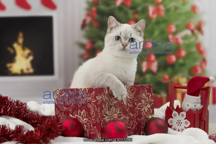 : Cat British Shorthair : Cat British Shorthair