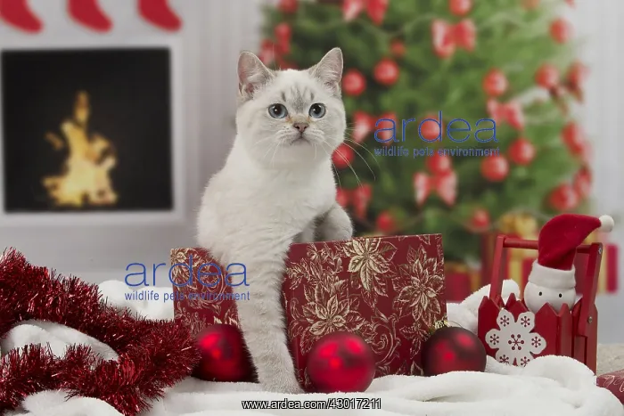 : Cat British Shorthair : Cat British Shorthair