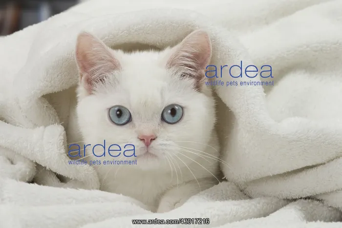 : Cat British Shorthair : Cat British Shorthair