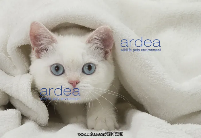 : Cat British Shorthair : Cat British Shorthair