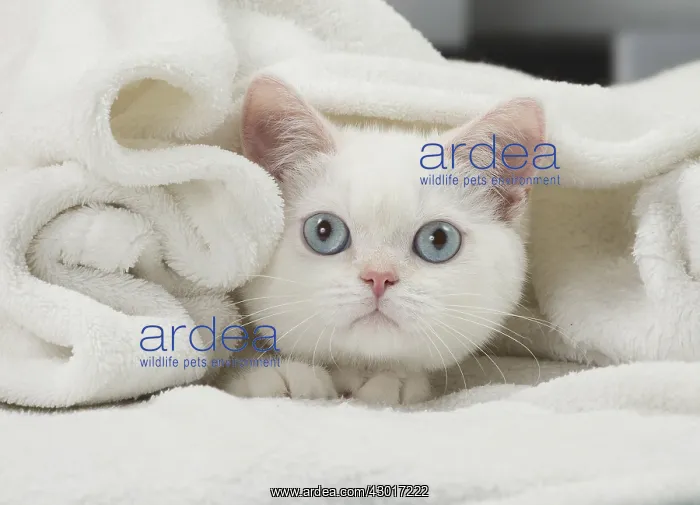 : Cat British Shorthair : Cat British Shorthair