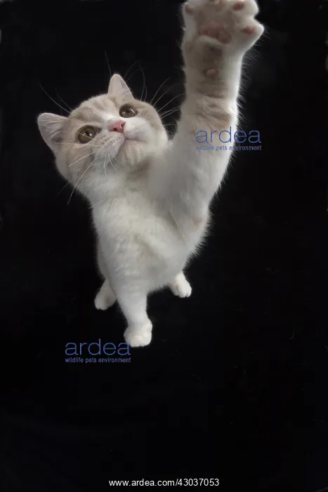 : CAT. British shorthair : CAT. British shorthair