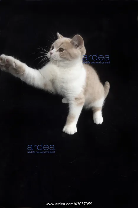 : CAT. British shorthair : CAT. British shorthair