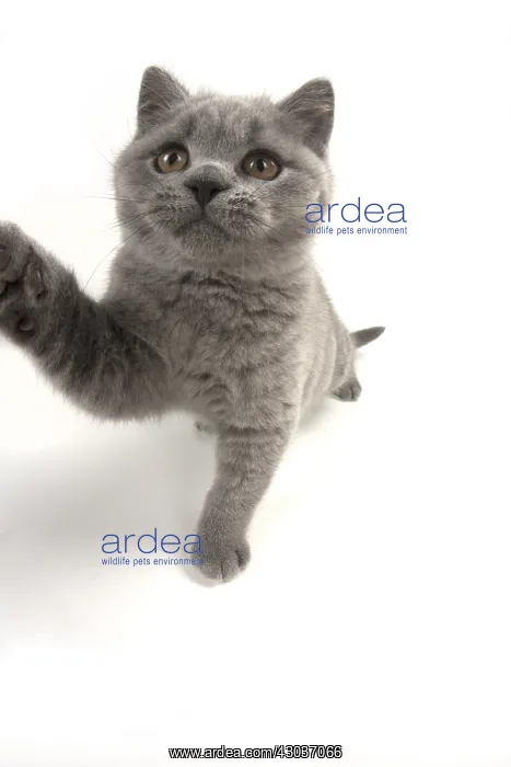 : CAT. British shorthair : CAT. British shorthair