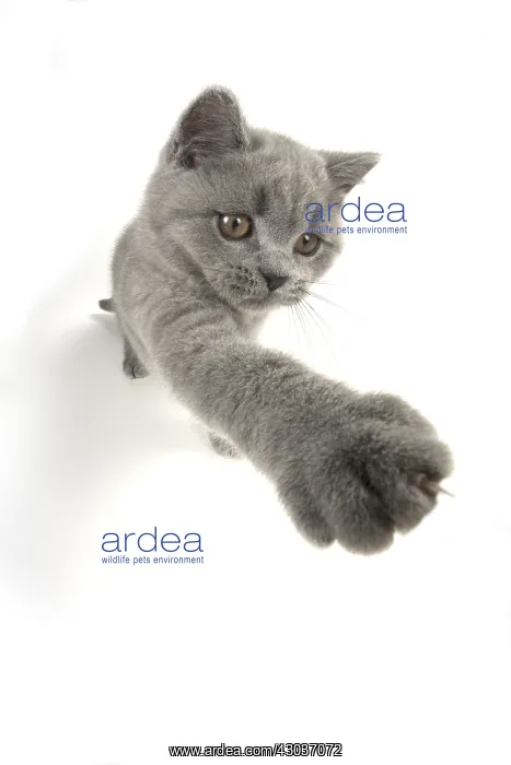 : CAT. British shorthair : CAT. British shorthair