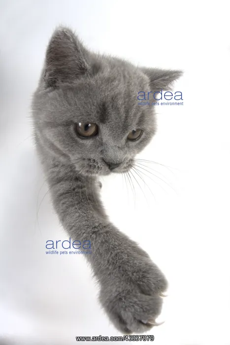 : CAT. British shorthair : CAT. British shorthair
