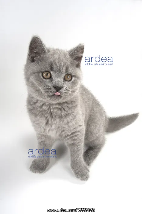 : CAT. British shorthair : CAT. British shorthair