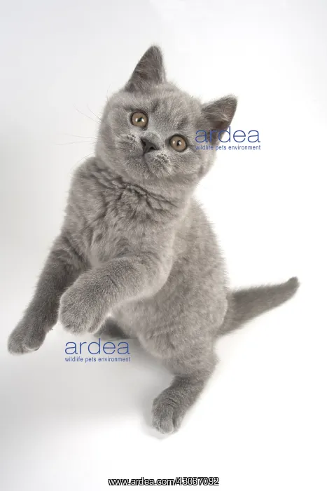 : CAT. British shorthair : CAT. British shorthair