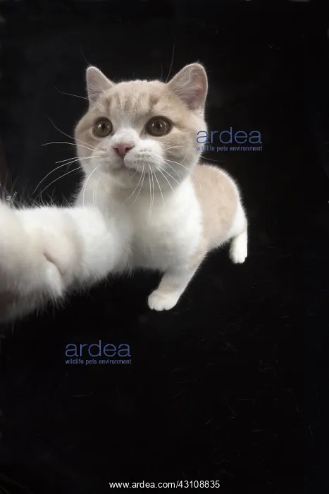 : CAT. British shorthair : CAT. British shorthair
