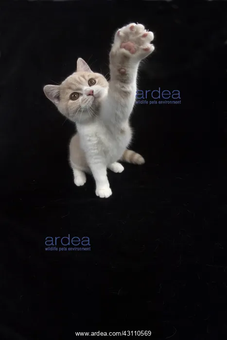 : CAT. British shorthair : CAT. British shorthair