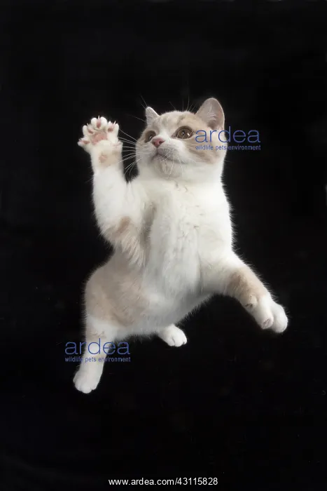 : CAT. British shorthair : CAT. British shorthair