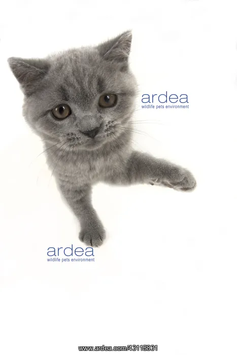 : CAT. British shorthair : CAT. British shorthair