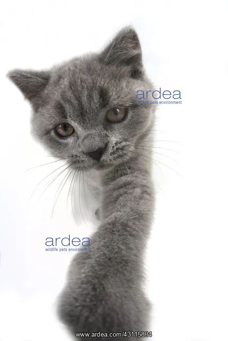: CAT. British shorthair : CAT. British shorthair