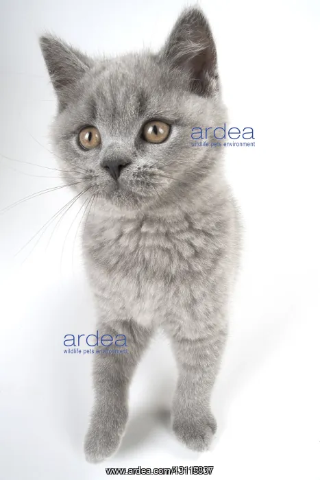 : CAT. British shorthair : CAT. British shorthair