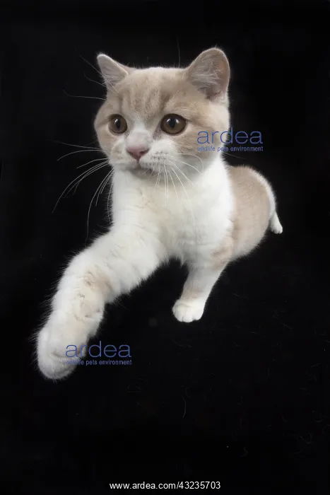 : CAT. British shorthair : CAT. British shorthair
