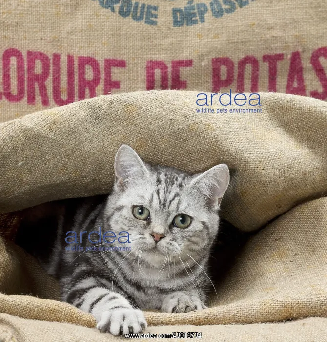 : Cat British Shorthair 5 month old kitten : Cat British Shorthair 5 month old kitten