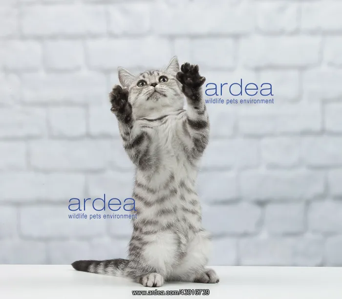 : Cat British Shorthair 5 month old kitten : Cat British Shorthair 5 month old kitten