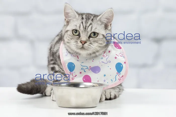 : Cat British Shorthair 5 month old kitten : Cat British Shorthair 5 month old kitten