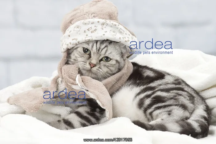 : Cat British Shorthair 5 month old kitten : Cat British Shorthair 5 month old kitten