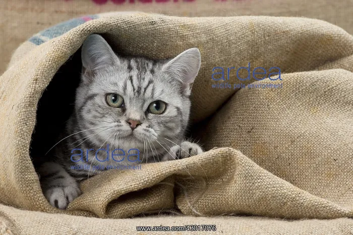 : Cat British Shorthair 5 month old kitten : Cat British Shorthair 5 month old kitten