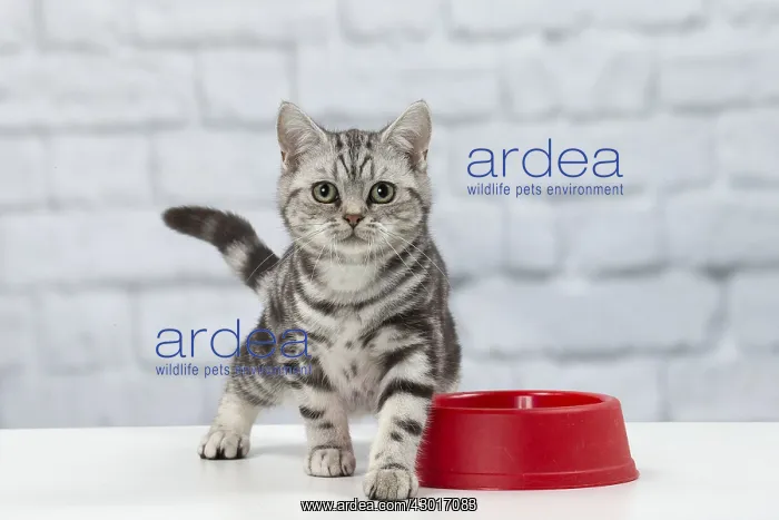 : Cat British Shorthair 5 month old kitten : Cat British Shorthair 5 month old kitten