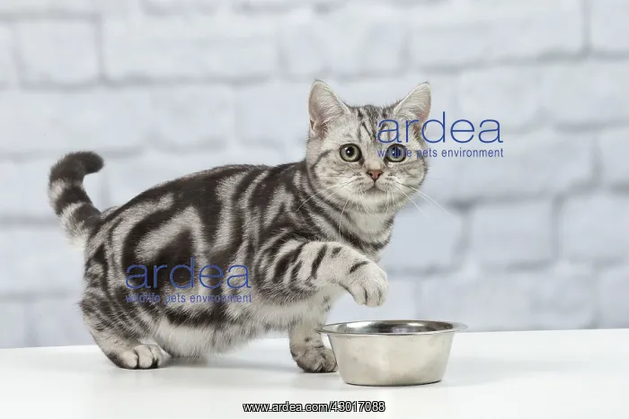 : Cat British Shorthair 5 month old kitten