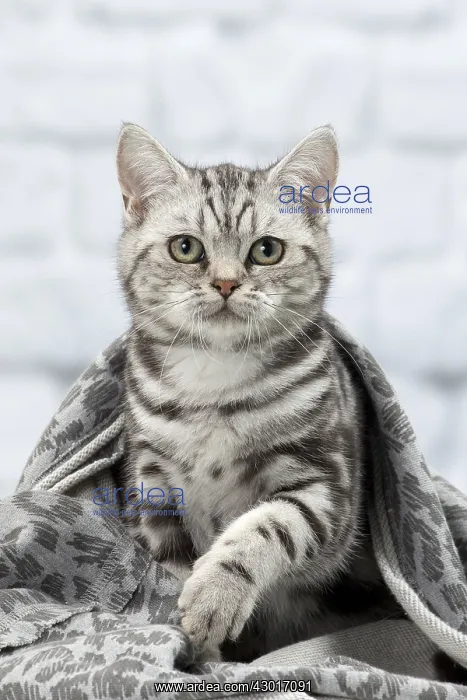  : Cat British Shorthair 5 month old kitten